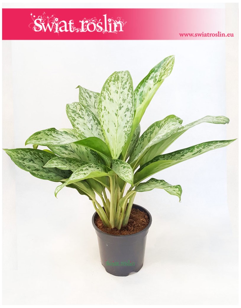 Aglaonema Greenlight, Aglonema Greenlight internetowy sklep z roślinami online