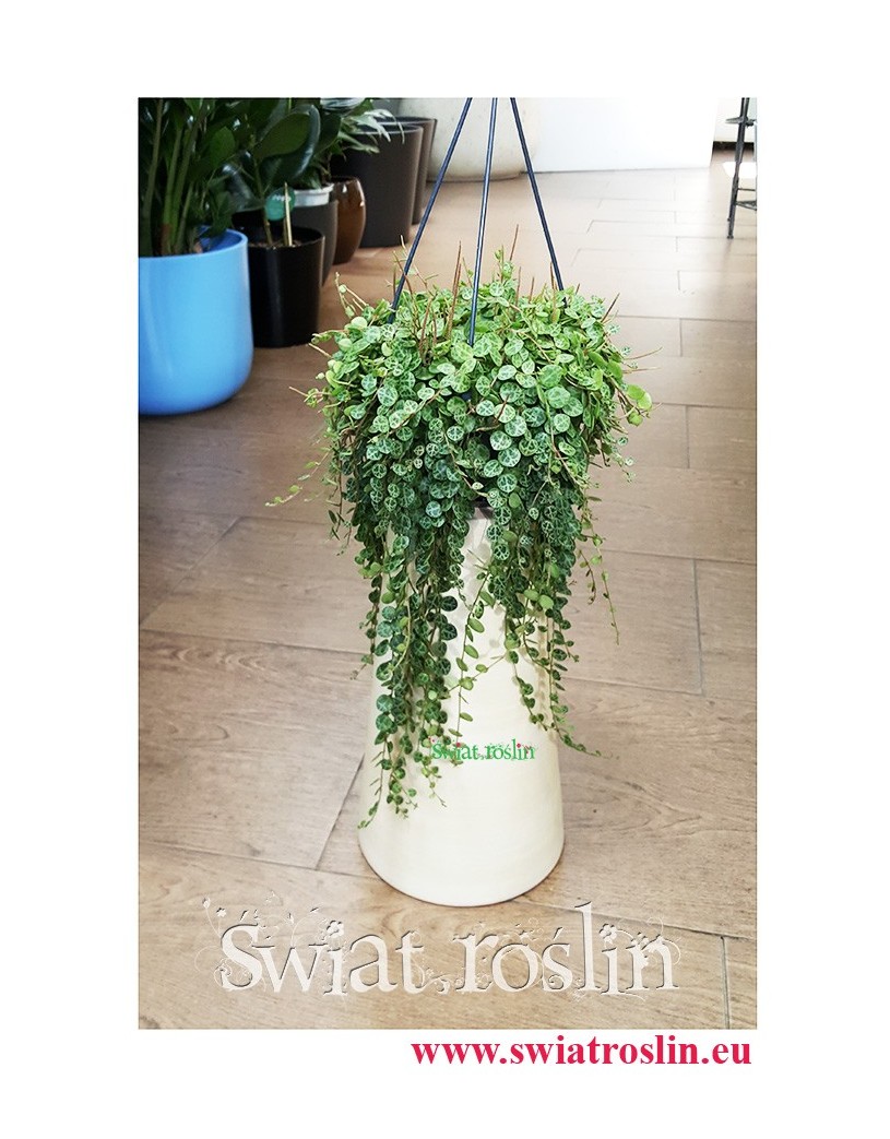 Peperomia Prostrata, Peperomia Zwisająca, Świat Roślin, Rośliny doniczkowe, kwiaty doniczkowe,, rośliny Kraków
