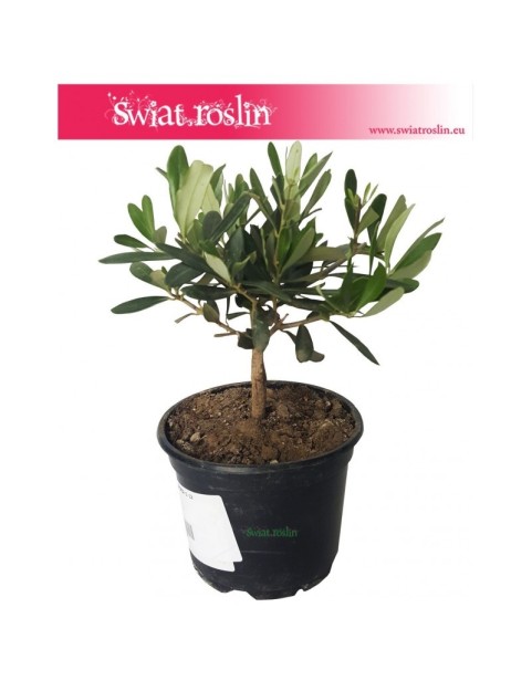 Olea Europaea, Oliwka Europejska, Drzewko miniaturka, Oliwka, Drzewko Oliwne, Drzewko Oliwkowe 3