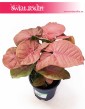 Syngonium Red Heart, Zroślicha sklep z roslinami online , wysyłka