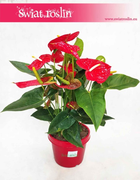 Anturium Dakota, Anthurium Dakota, Kitnia