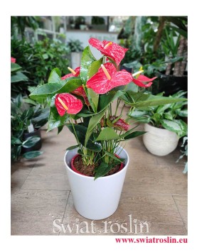 Anturium Dakota, Anthurium Dakota modne rośliny doniczkowe sklep online, Kitnia