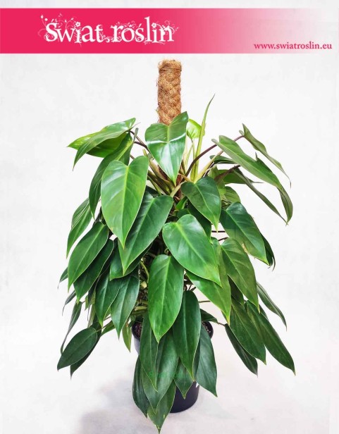 Filodendron Minii, Philodendron Minii sklep z roślinami w Krakowie