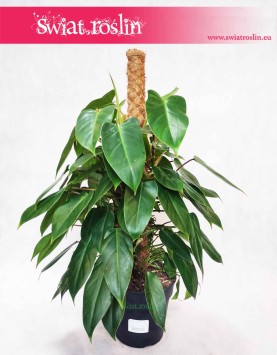 Filodendron Minii, Philodendron Minii rośliny doniczkowe sklep internetowy online