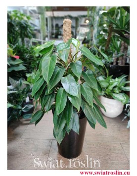 Filodendron Minii, Philodendron Minii modne rośliny doniczkowe do domu sklep