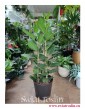 Duży Fikus Bengalski Audrey, Wielki Ficus Benghalensis Audrey, Duży Figowiec Bengalski Audrey, modne duże rośliny sklep