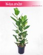 Duży Fikus Bengalski Audrey, Wielki Ficus Benghalensis Audrey, Duży Figowiec Bengalski Audrey sklep z roslinami Kraków