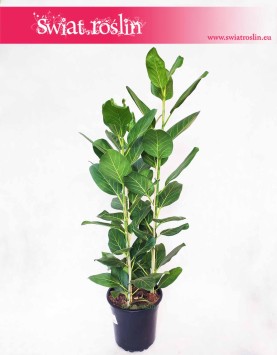 Duży Fikus Bengalski Audrey, Duży Figowiec Bengalski Audrey, Wielki Ficus Bengalski Audrey sklep z roślinami online