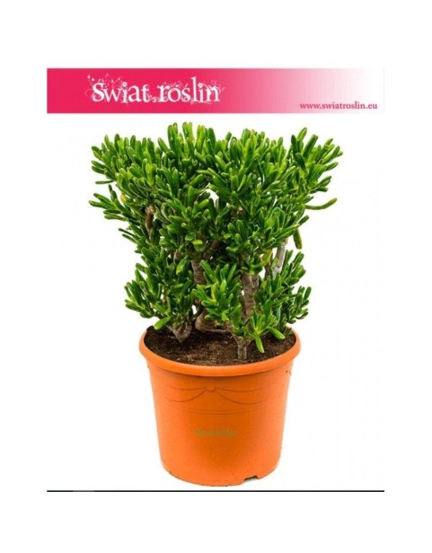 Grubosz, Grubosz Jajowaty (Owalny), Drzewko Szczęścia, Crassula ovata Horntree