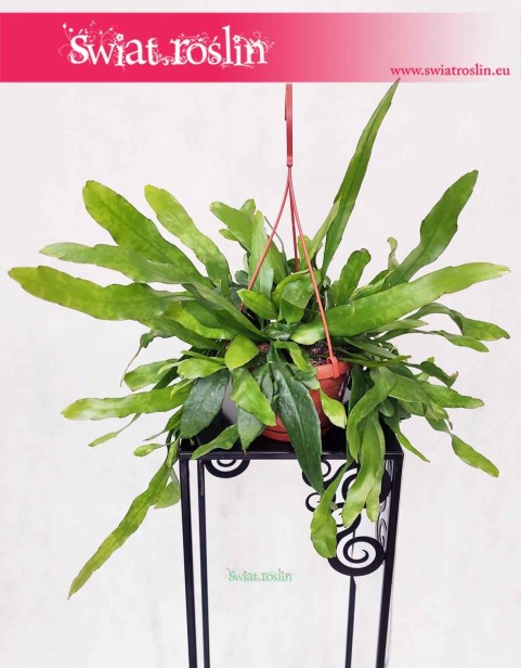 Epiphyllum Pumilum, Królowa jednej nocy