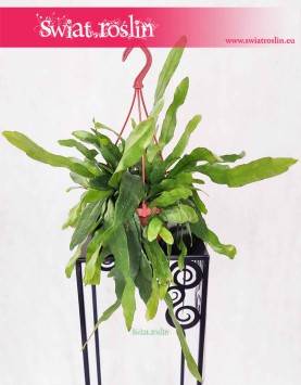 Epiphyllum Pumilum, Królowa jednej nocy, sklep z roślinami doniczkowymi internetowy online