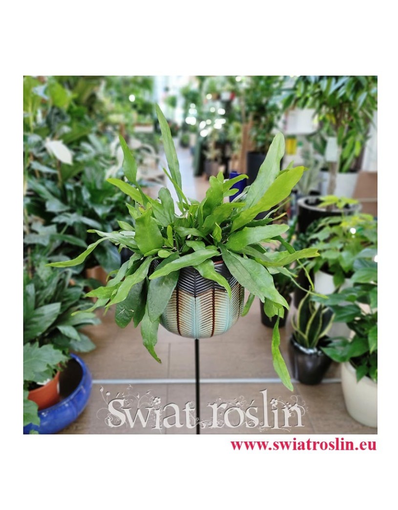 Epiphyllum Pumilum, Królowa jednej nocy, rośliny doniczkowe, kwiaty doniczkowe sklep online