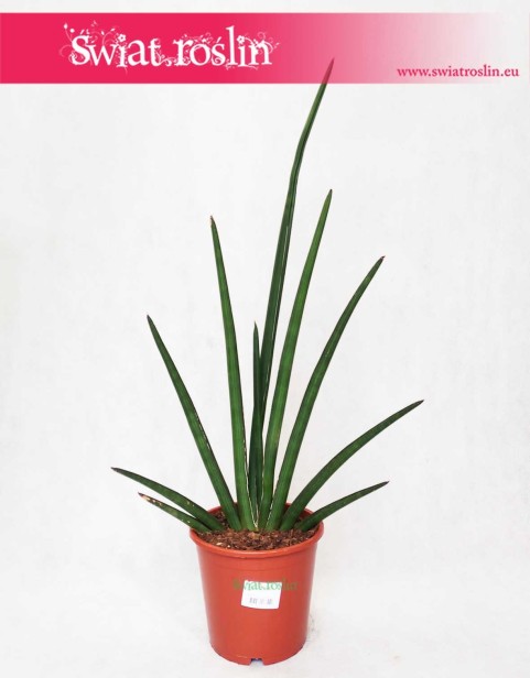 Sansevieria Cylindrica Handshake, Sansewieria Cylindrica Handshake