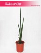 Sansevieria Cylindrica Handshake, Sansewieria Cylindrica Handshake, popularne kwiaty doniczkowe