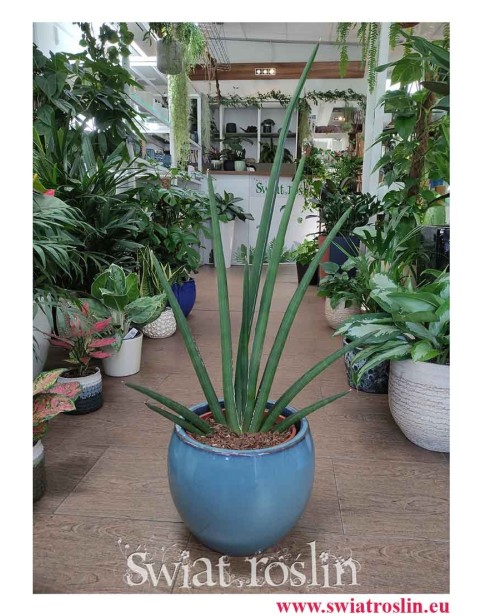 Sansevieria Cylindrica Handshake, Sansewieria Cylindrica Handshake, modne rośliny doniczkowe online sklep wysyłka