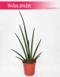 Sansevieria Cylindrica Handshake, Sansewieria Cylindrica Handshake, internetowy sklep z roslinami online wysyłka