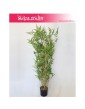 Bambus sztuczny, Bamboo Oriental, Roślina sztuczna, Bambus,  Sztuczny Bambus 2