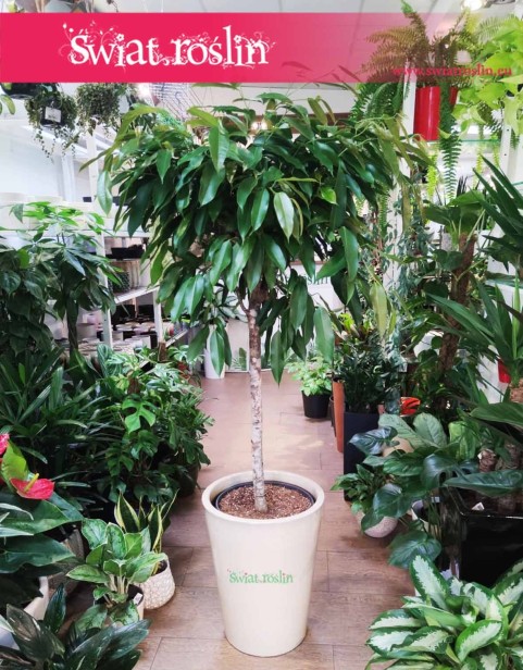 Duży Fikus Amstel King Drzewko, Wielki Ficus Amstel King drzewko, Duży Figowiec Amstel King drzewko