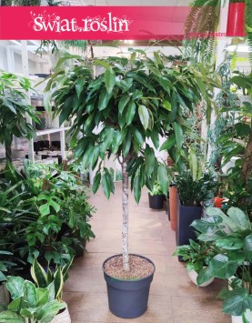 Duży Fikus Amstel King Drzewko, Wielki Ficus Amstel King drzewko, eleganckie rośliny doniczkowe sklep