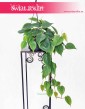 Filodendron Pnący, Philodendron Scandens , Philodendron pnący, Filodendron Scandens sklep w Krakowie
