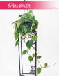 Filodendron Pnący, Philodendron Scandens , Philodendron pnący, Filodendron Scandens, rośliny sklep online