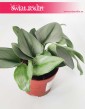 Scindapsus Treubii Moonlight, Epipremnum Treubii Moonlight, sklep z roslinami doniczkowymi internetowy online