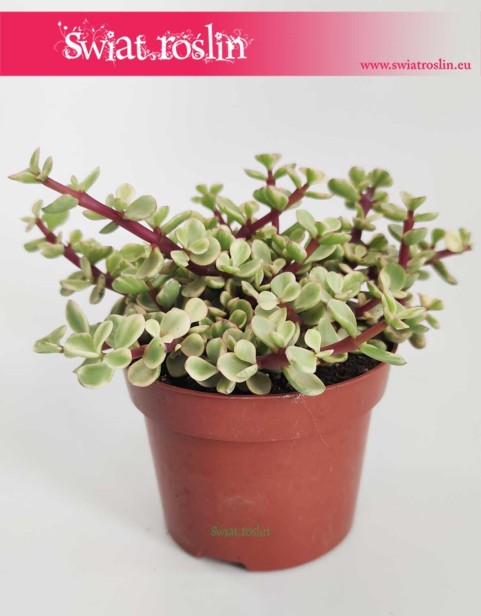 Portulacaria Afra Variegata