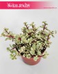 Portulacaria Afra Variegata sklep z roślinami w Krakowie, wysyłka roślin