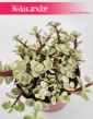 Portulacaria Afra Variegata sklep z roślinami online internetowy, wysyłka roślin
