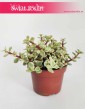 Portulacaria Afra Variegata modne rośliny doniczkowe sklep online