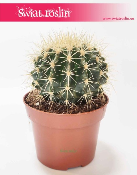 Echinocactus grusonii