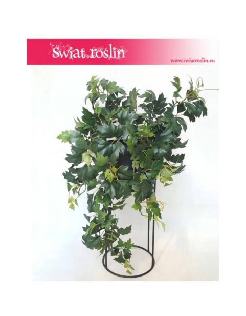 Cissus Ellen Danica sztuczny, Sztuczny Bluszcz, Roślina sztuczna