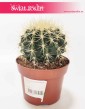 Echinocactus grusonii sklep w Krakowie z roslinami