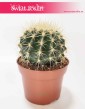 Echinocactus grusonii rosliny doniczkowe online