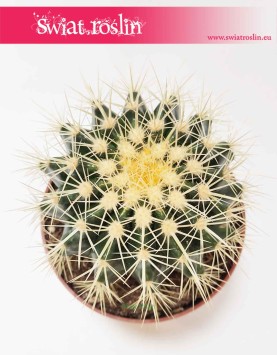 Echinocactus grusonii modne rośliny z insta sklep online
