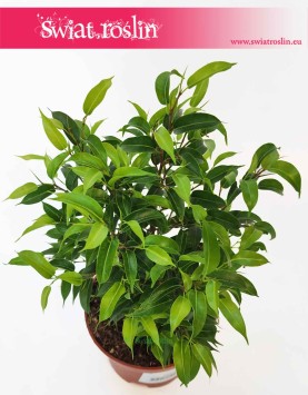 Fikus Benjamina Natasja, Ficus Benjamina Natasja, popularne rośliny do biura do domu