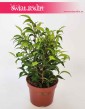 Fikus Benjamina Natasja, Ficus Benjamina Natasja, modne rosliny doniczkowe z instagrama