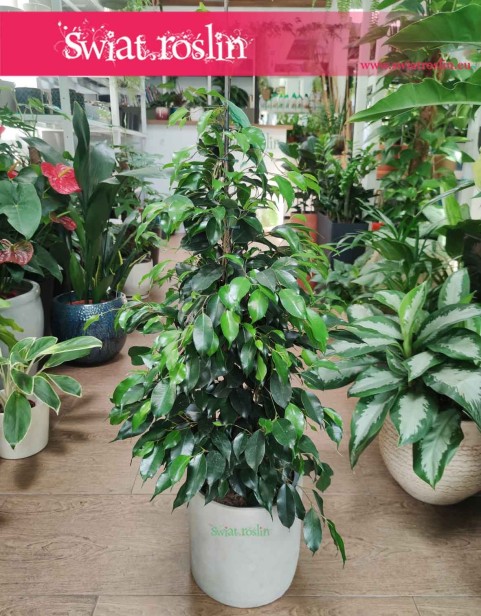 Fikus Benjamina Danielle, Ficus Benjamina Danielle,