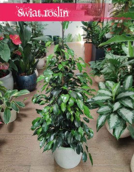 Fikus Benjamina Danielle, Ficus Benjamina Danielle, sklep z roślinami wysyłka roślin