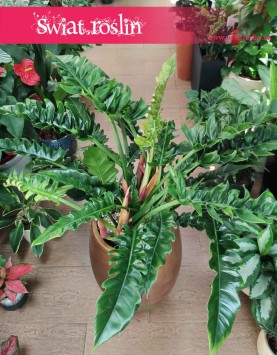 Wielki Filodendron Narrow, Duży Philodendron Narrow modne rośliny  z insta sklep