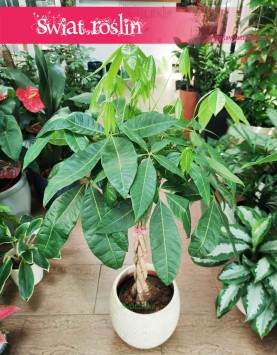 Pachira wodna rośliny do biura sklep, Pachira Aquatica rośliny do firmy sklep online