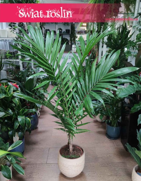 Elaeis guineensis, Olejowiec Gwinejski, Palma Oleista, Masłopalma Gwinejska, Olejnik Gwinejski, palmy sklep internetowy online