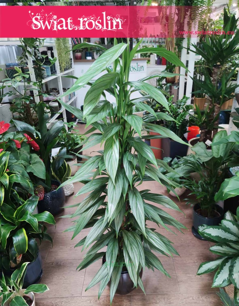 Philodendron Exotica, Filodendron Exotica sklep online internetowy