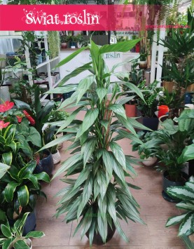 Philodendron Exotica, Filodendron Exotica sklep kraków, modne rośliny sklep w Krakowie, popularne sklep z roślinami