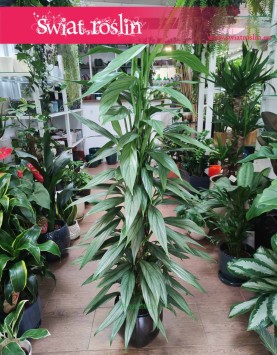 Philodendron Exotica rośliny sklep internetowy, Filodendron Exotica rośliny doniczkowe online,