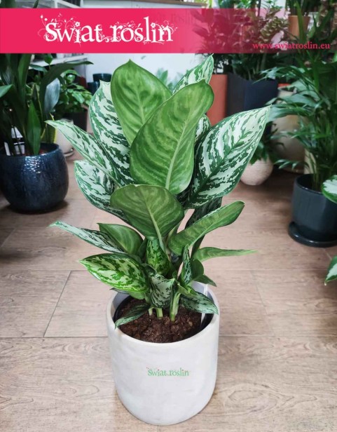 Aglaonema Amazon Silver, Aglonema Amazon Silver
