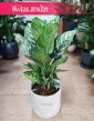 Aglaonema Amazon Silver, Aglonema Amazon Silver