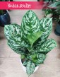 Aglaonema Amazon Silver, Aglonema Amazon Silver sklep z roślinami w Krakowie