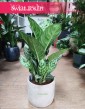 Aglaonema Amazon Silver, Aglonema Amazon Silver rośliny doniczkowe sklep wysyłkowy
