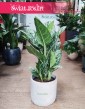 Aglaonema Amazon Silver, Aglonema Amazon Silver rośliny doniczkowe sklep internetowy online wysyłka